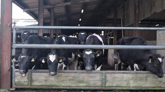 A group of cows of various colors are seen inside a barn. They are eating from a trough. The barn has a metal roof.