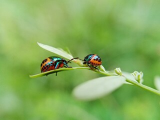 ladybird on a leaf