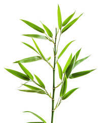 Fototapeta premium Fresh green bamboo leaves, PNG, Isolated on Transparent Background