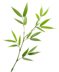 Fototapeta premium Fresh green bamboo leaves, PNG, Isolated on Transparent Background