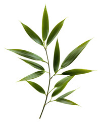 Fototapeta premium Fresh green bamboo leaves, PNG, Isolated on Transparent Background