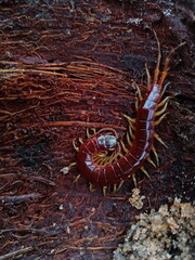 A dangerous brown animal.