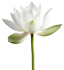 Obraz premium Lotus flower or Water Lily, PNG, Isolated on Transparent Background