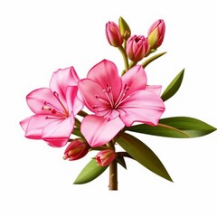 Fototapeta premium Oleander flowers, isolated against a white background with a focus on a pink flower. Generated by AI.