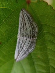 A white butterfly resting on a plant.
