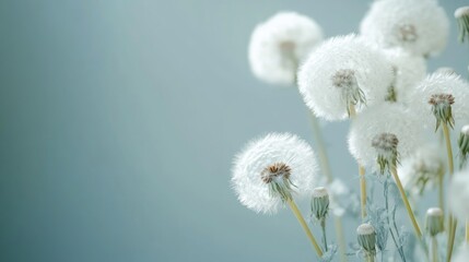 Delicate white dandelion blossoms softly illuminated against an artistic backdrop, perfect for festive themes and creative projects.