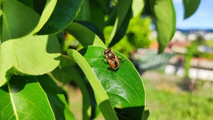 Insect
