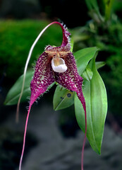 Dracula chimaera Members of the genus Dracula are commonly known as Monkey Face Orchids due to their flowers resembling the faces of monkeys. © Mujahid