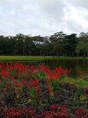A red flower with beautiful environment.
