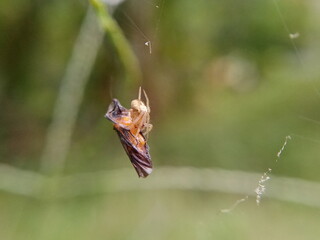 A Small spider with his hunted animal.it is his lunch.