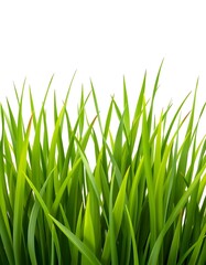 Fototapeta premium green grass isolated on white