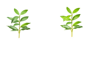 a close up of a plant