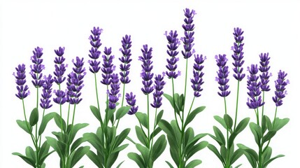 Obraz premium Stunning Purple Lavender Blossoms
