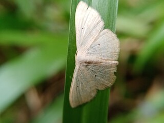 A white butterfly on a plant
