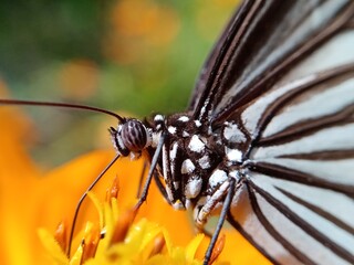 A colourful butterfly sucking nector.





