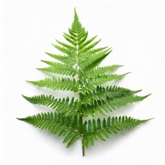fern leaves isolated on white with clipping path