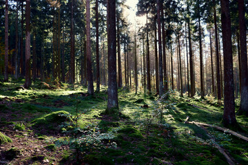 Obraz premium Sonnenlicht scheint durch Nadelwald mit bemoostem Boden im Herbst im Nationalpark Hunsrück-Hochwald bei Otzenhausen. Aussicht vom Premium-Wanderweg Traumschleife Dollbergschleife. 