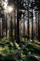 Fototapeta premium Sonnenlicht scheint durch Nadelwald mit bemoostem Boden im Herbst im Nationalpark Hunsrück-Hochwald bei Otzenhausen. Aussicht vom Premium-Wanderweg Traumschleife Dollbergschleife. 