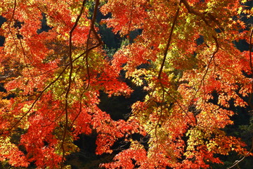 燃える秋