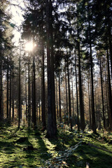 Sonnenlicht scheint durch Nadelwald mit bemoostem Boden im Herbst im Nationalpark Hunsrück-Hochwald bei Otzenhausen. Aussicht vom Premium-Wanderweg Traumschleife Dollbergschleife. 