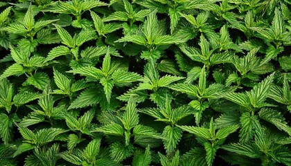 stinging nettle leaves as background green texture of nettle