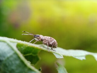 A small beetle on a plant.