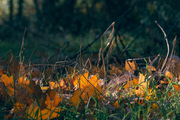 This serene view shows vibrant autumn leaves on the forest floor, surrounded by lush green foliage. Warm golden light filters through the trees, creating a peaceful atmosphere for relaxation