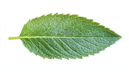 Mint Leaf Close-up: Vibrant Green Detail