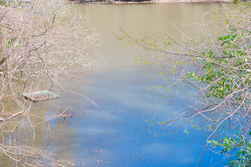 春に咲く桜の花