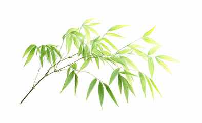 Small Isolated Bamboo Branch with Green Leaves on White Background