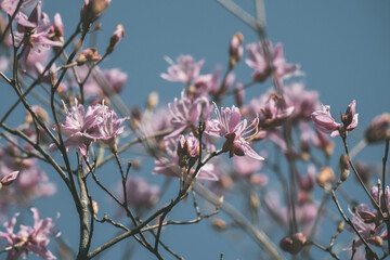 春に咲く桜の花