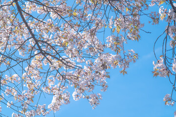 春に咲く桜の花