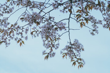 春に咲く桜の花
