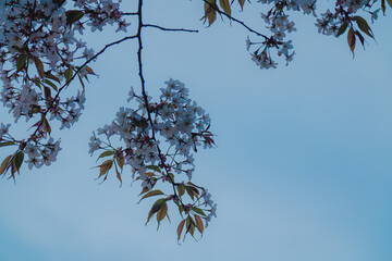 春に咲く桜の花