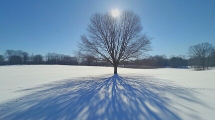 Obraz premium Majestic Winter Scene with a Single Bare Tree Casting Long Shadows on a Snow-Covered Field Under a Clear Blue Sky and Bright Sunlight