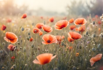 Obraz premium Poppy and chamomile meadow. Nature and flowers