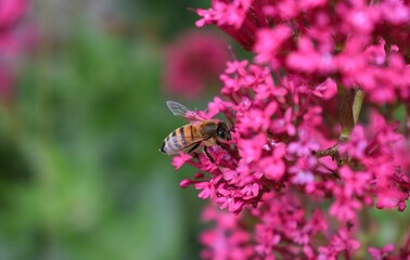 Abeille européenne (Apis mellifera) butinant les fleurs d'une fausse valériane (Centranthus ruber)