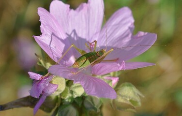 Leptophye Ponctuée,  Speckled Bush-cricket ( Leptophyes punctatissima) sur une fleur de Mauve musquée (Malva moschata)