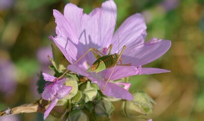 Leptophye Ponctuée,  Speckled Bush-cricket ( Leptophyes punctatissima) sur une fleur de Mauve musquée (Malva moschata)