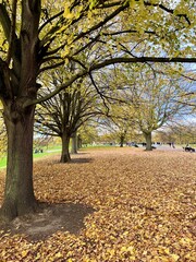 Autumn season, treelined park with falling golden leaves covering the ground.  No people