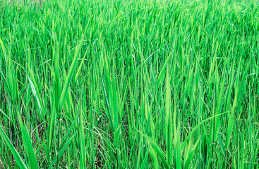 Reed thickets in early spring as a spring background.