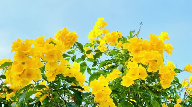 4K Urai slut blooms beautifully yellow in the garden with bright blue sky