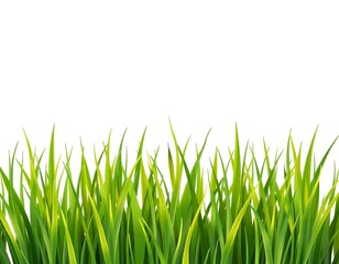 Obraz premium green grass isolated on white