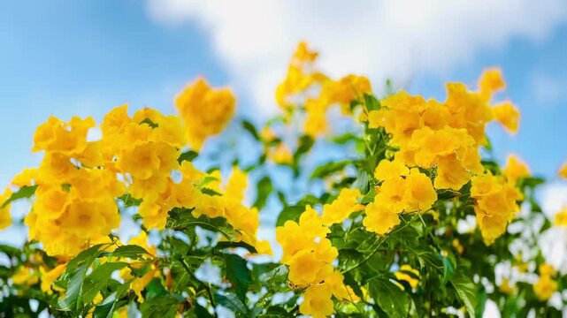 4K Urai slut blooms beautifully yellow in the garden with bright blue sky