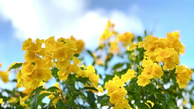 4K Urai slut blooms beautifully yellow in the garden with bright blue sky