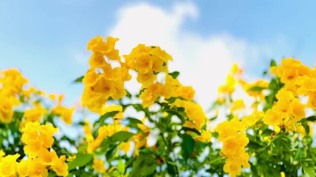 4K Urai slut blooms beautifully yellow in the garden with bright blue sky