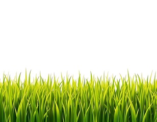 Obraz premium green grass isolated on white background