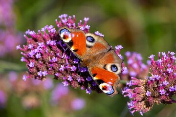 European Peacock butterfly (Aglais io, Inachis io) feeds on buddleia