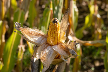 Close-up of corn cobs in the field of the corn plantation.
