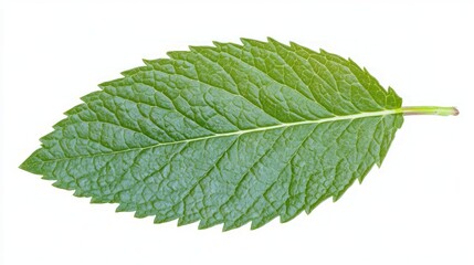 Fototapeta premium Closeup of a Vibrant Mint Leaf